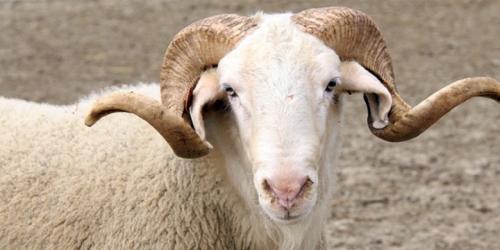 KÜÇÜKBAŞ HAYVAN HAYAT